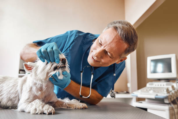 Wildewood, MD Emergency Dentist Pros
